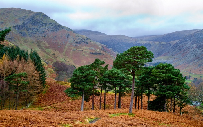 Pine trees on a hillside with mountains in the background