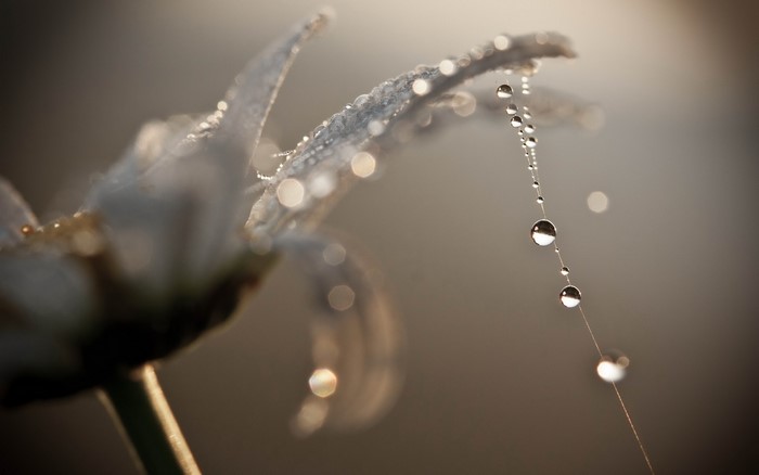 Macro shot of a daisy with dew drops on a spider web