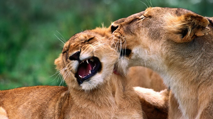 Two lions interacting closely in a natural setting