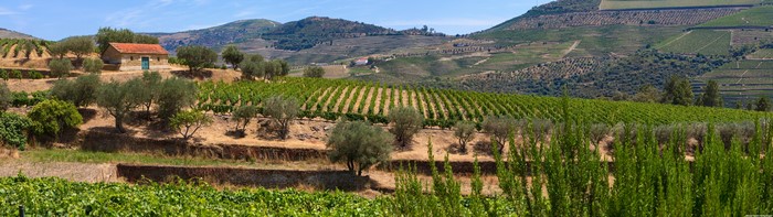 Vineyard landscape with olive trees and a small house
