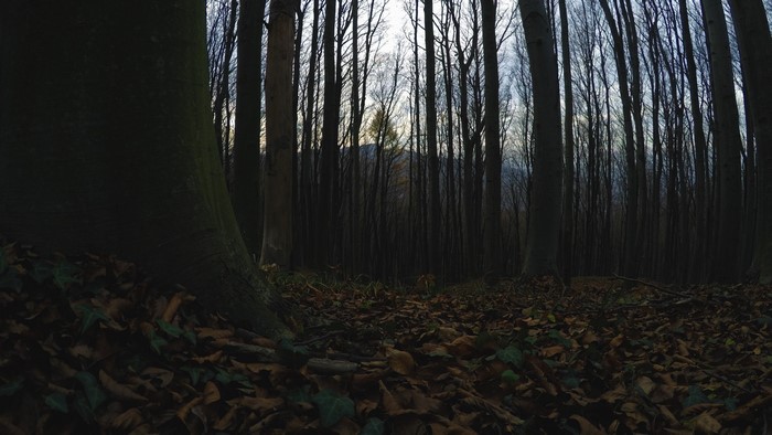 Forest with fallen leaves and mountains in the background