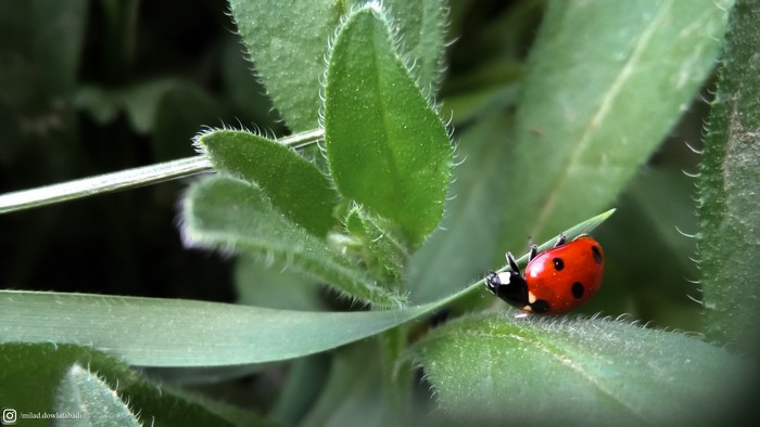 Ladybug on a green leaf