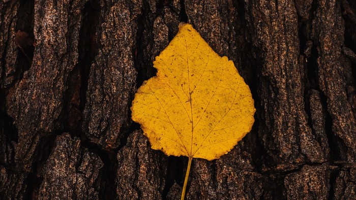 Yellow leaf on dark tree bark