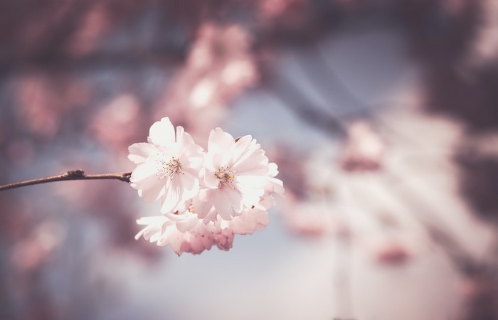 Pink cherry blossoms on a branch