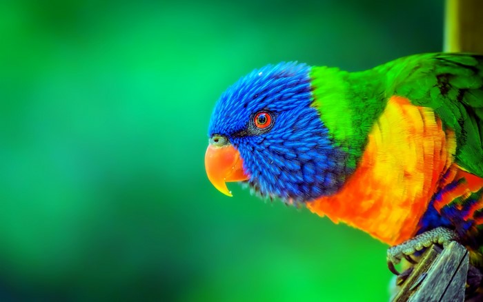 Colorful rainbow lorikeet parrot on a green background