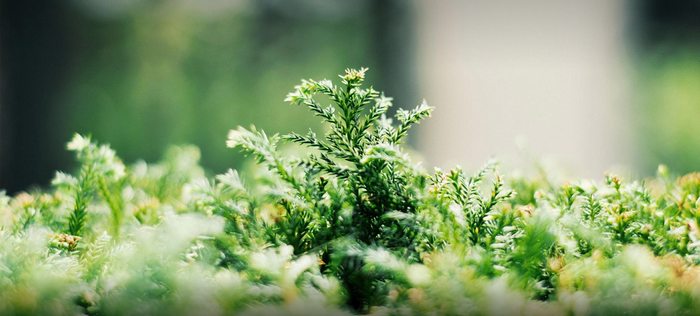 Close-up of green plants with blurred background