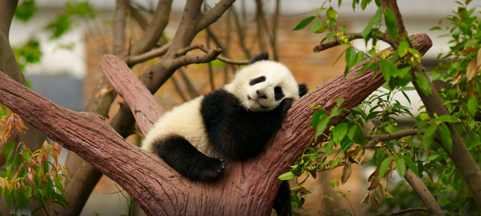 A panda cub sleeps on a tree branch