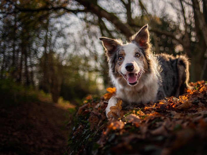 A happy border collie lying in autumn leaves