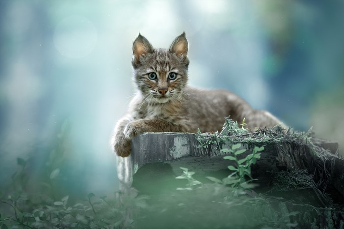 Young lynx with blue eyes resting on a tree stump