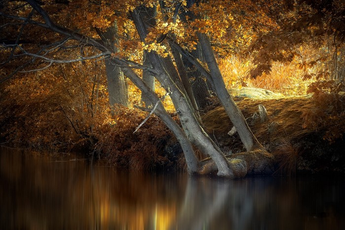 Autumn trees reflected in water