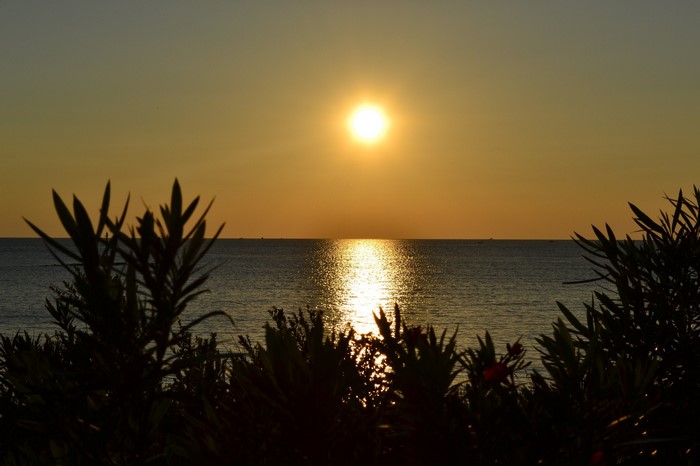 Sunset over the sea with silhouette plants