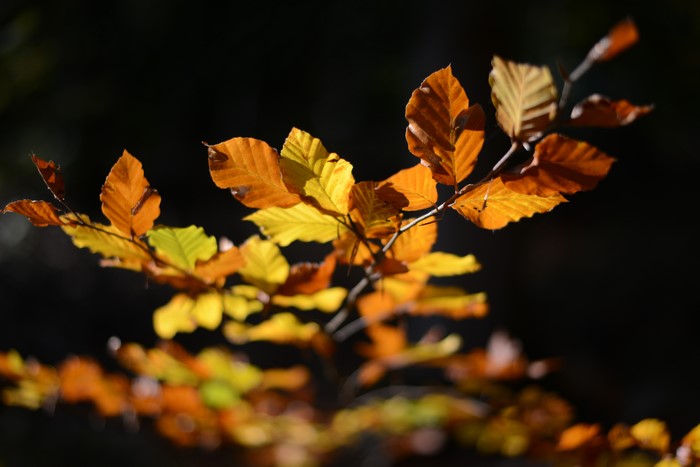 Autumn leaves on a black background