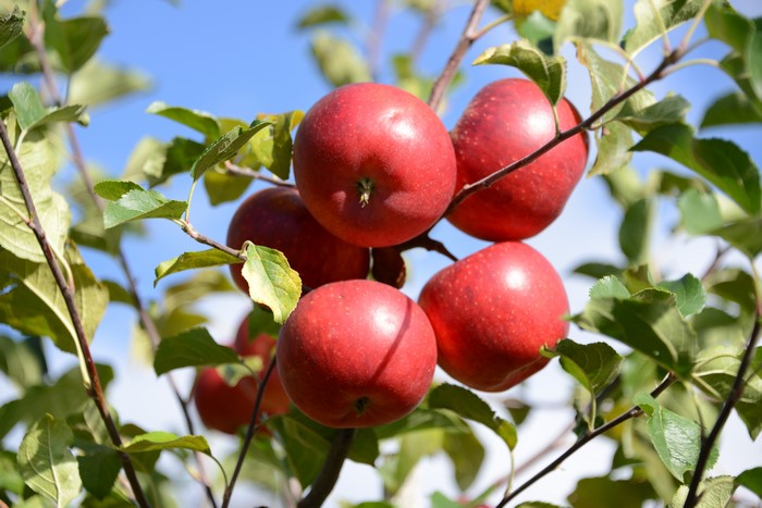 Red apples on a tree branch