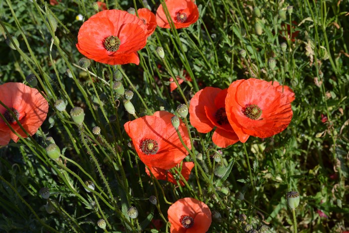 Field of Red Poppies (Papaver rhoeas)