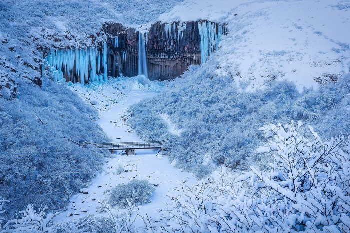 Frozen waterfall with basalt columns and snow-covered trees