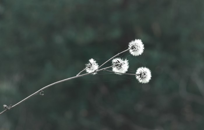 Four dandelions with bokeh background