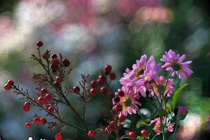 Pink chrysanthemums and red berries with bokeh background