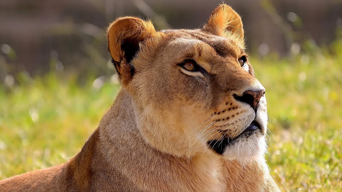 Close-up of a lioness's face
