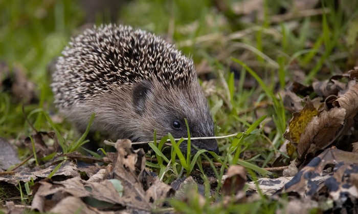 Hedgehog foraging in grass and leaves