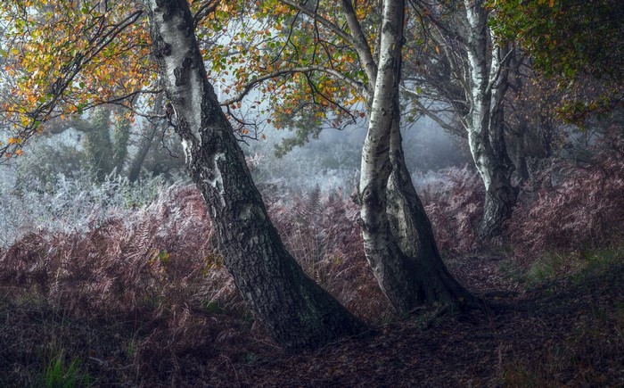 Misty forest with birch trees and ferns in autumn