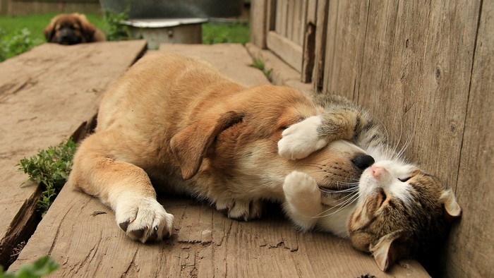 Puppy and kitten playing on wooden planks