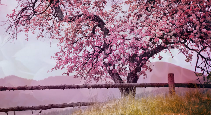 Pink cherry blossoms on a tree with a wooden fence