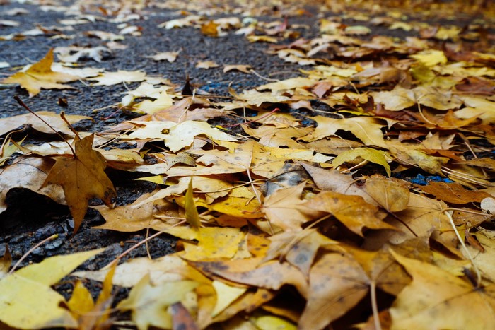 Fallen autumn leaves on the ground