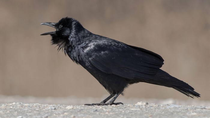 A black crow with its beak open