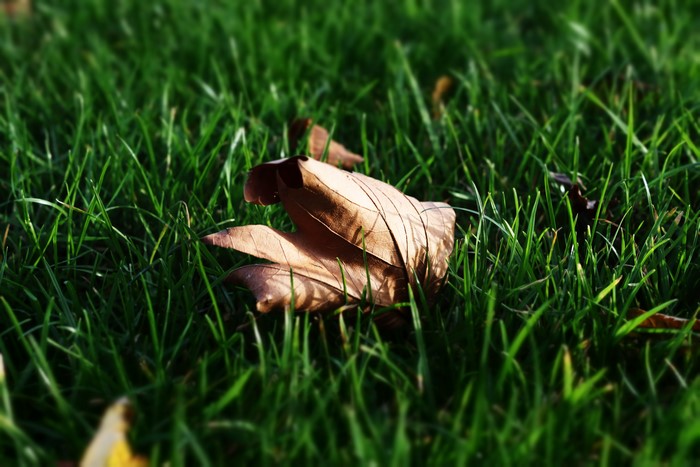 Fallen leaf on green grass