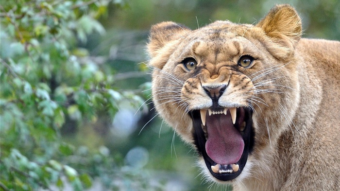 Lioness roaring with mouth open