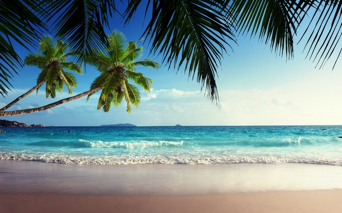 Tropical beach with palm trees and ocean waves