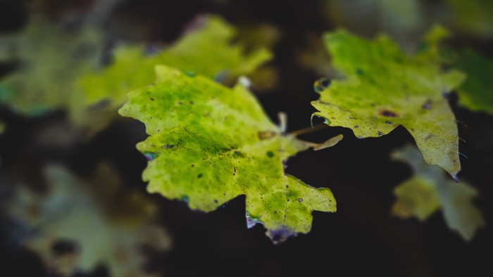 Macro photography of green leaves in Sedona, Arizona
