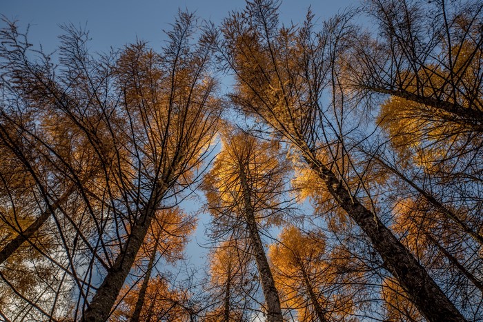 Looking up at autumn trees against a blue sky