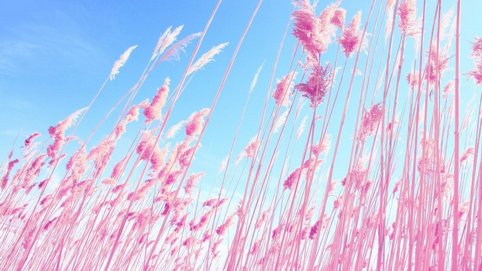 Pink reeds against a bright blue sky, low-angle view