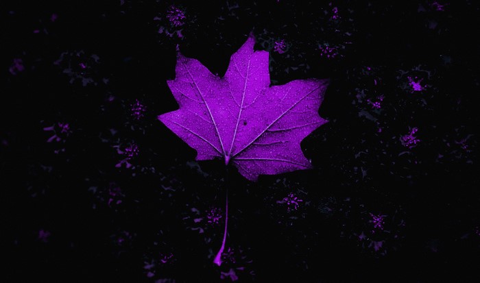 Purple maple leaf on dark background