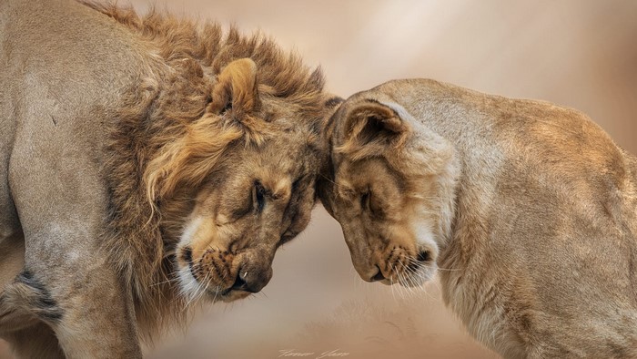 Lion and lioness touching foreheads