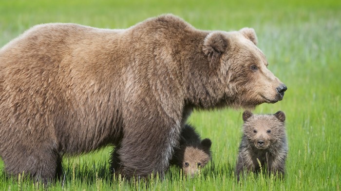Mother bear with two cubs in green grass