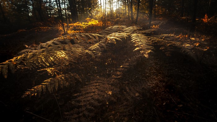 Sunlight filtering through a forest onto ferns