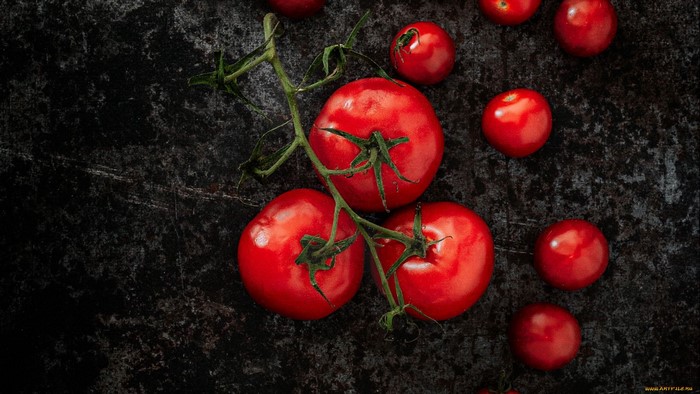 Tomatoes on a vine on a dark surface