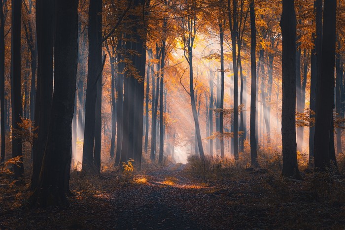 Sun rays in a forest with fallen leaves