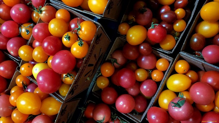 Colorful tomatoes in cardboard boxes