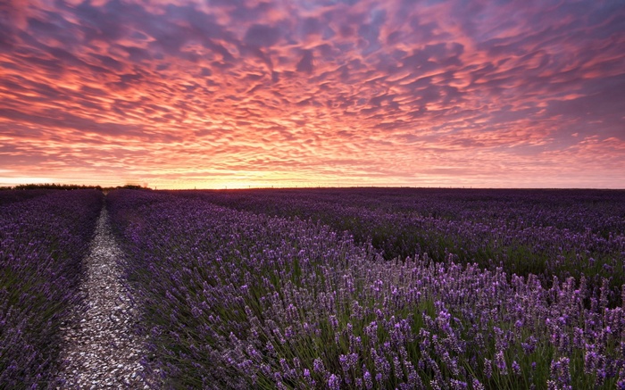 Lavender field at sunset