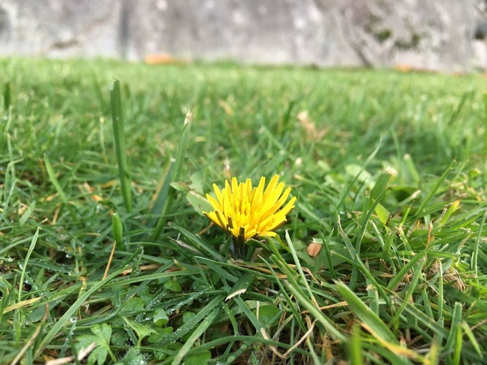 Yellow dandelion flower in green grass