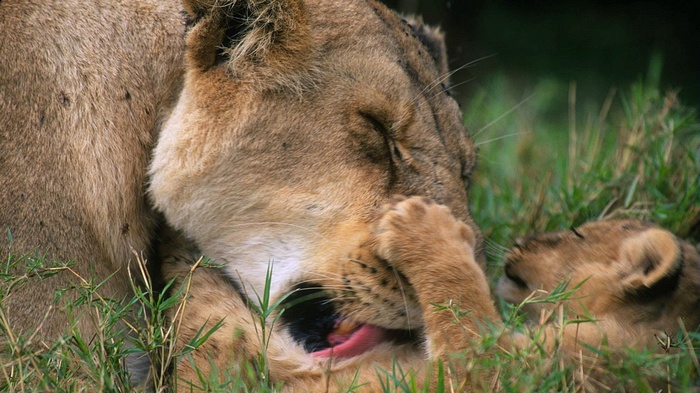 Lioness grooming a cub in tall grass