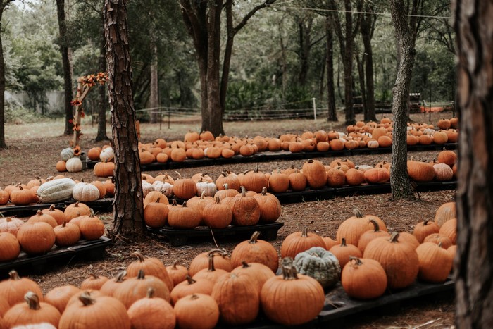 4K Pumpkin Patch in Forest