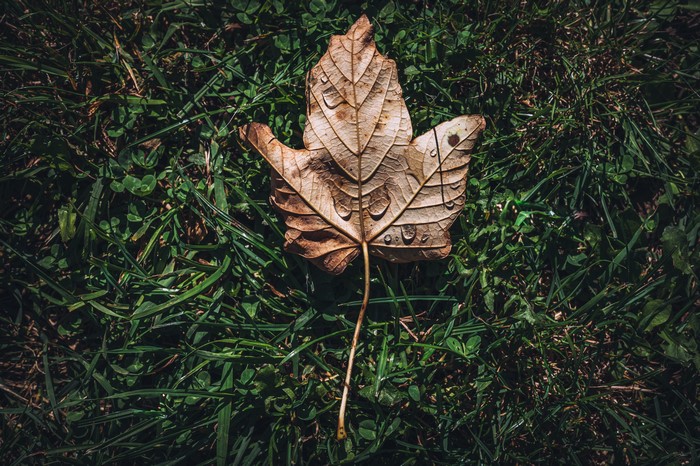 Fallen leaf with water drops on grass