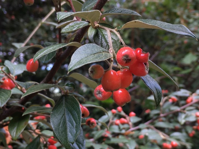 Close-up of red berries on a branch with green leaves