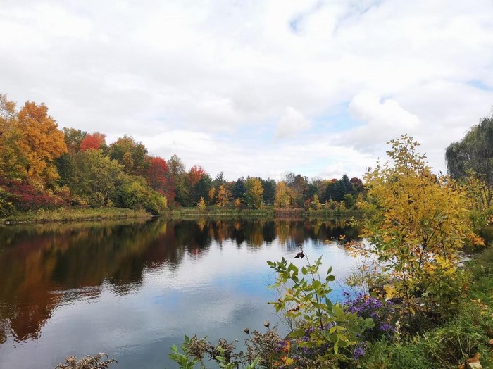 Autumn trees reflected in a calm lake