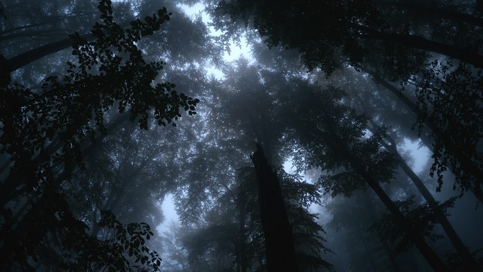 Looking up through misty beech trees at dusk