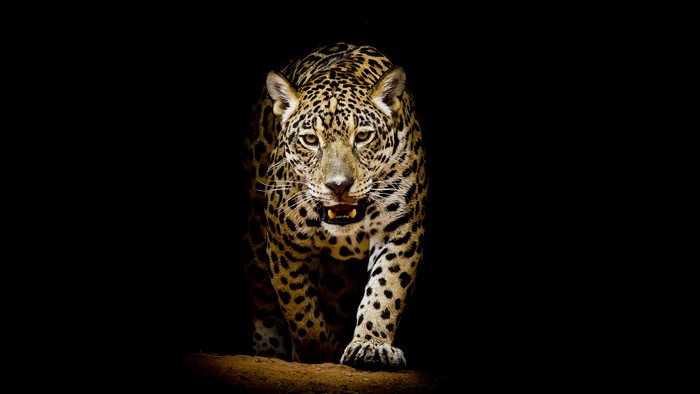 Jaguar walking in the dark